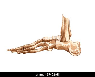 Aquarelle menschliche Skelettstruktur. Fussknochen. Anatomie und Medizin. Orthopädische Illustration Stockfoto