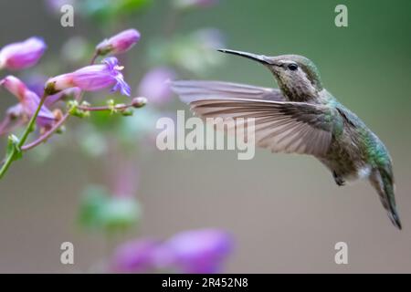 Nahaufnahme eines Kolibris, der mitten im Flug gefangen wurde, Flügel weit auseinander, um Blumen herum Stockfoto