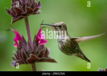 Nahaufnahme eines Kolibris, der mitten im Flug gefangen wurde, Flügel weit auseinander, um Blumen herum Stockfoto