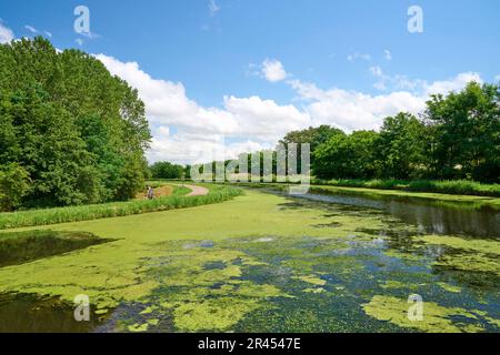 Reinigung invasiver Pflanzen entlang des Canal du Centre: Wasserkräuter Stockfoto