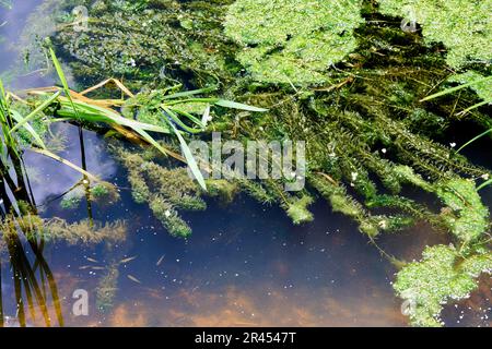 Reinigung invasiver Pflanzen entlang des Canal du Centre: Wasserkräuter Stockfoto