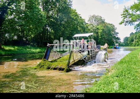 Reinigung invasiver Pflanzen entlang des Canal du Centre: Wasserunfallschneiden in der Nähe von Digoin. Wasserunkrautentfernung (myriophyllum heterophyllum) mit einem Wasserkraut Stockfoto