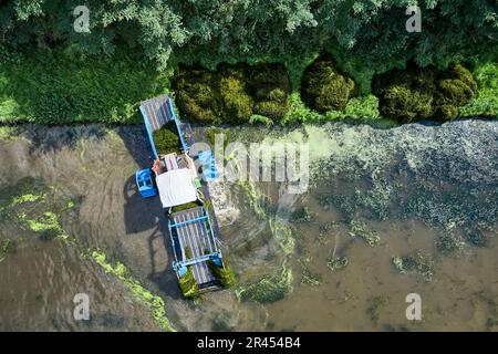 Reinigung invasiver Pflanzen entlang des Canal du Centre bei Digoin: Invasive Pflanzen, Wasserkräuter Stockfoto