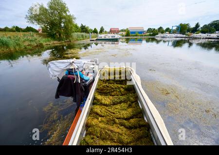 Wassergräberschneiden am Hafen von Saint-Jean-de-Losne. Bekämpfung der Verschmutzung durch invasive Arten. Reinigung invasiver Pflanzen entlang der Saone Stockfoto