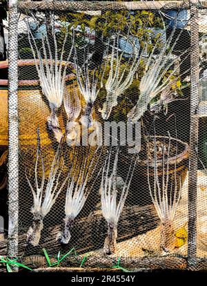 Sonnentrockene Kraken. Tintenfische ruhen zum Trocknen in der Sonne auf einem Hühnerdrahtgestell auf. Eine einfache und traditionelle Art, Tintenfische in Thailand zu dehydrieren. Stockfoto