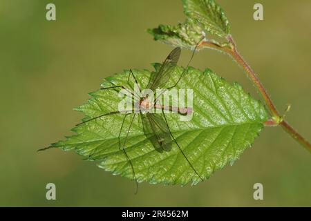 Nahaufnahme der männlichen Kranich-Fliege Tipula lunata. Familie Kranfliegen (Tipulidae). Auf einem Ulmenblatt. Frühling, holländischer Garten. Stockfoto