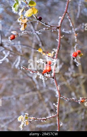 Eine Nahaufnahme roter Hagebutten und von Frost bedeckter Zweige Stockfoto