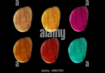 Tropfen Nagellack auf schwarzem Hintergrund Stockfoto
