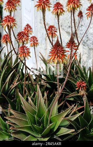 Aloe-Blume in ihrer herrlichen Farbe. Aloe Vera Pflanze mit roten Blumen. Rote Blumen von Aloe Vera in voller Blüte. Blütenzeit Stockfoto