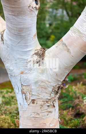 Nahaufnahme eines Baumstamms und der unteren Äste: Himalaya-Birke (Betula utilis var. Jacquemontii) in RHS Rosemoor, Devon, Vereinigtes Königreich Stockfoto