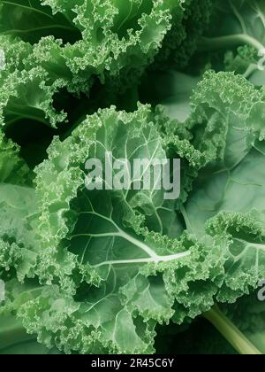 Frischer, Gesunder Grünkohl Stockfoto