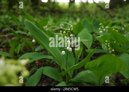 Eine Auswahl an kleinen weißen Blüten der Gemeinen Lilie des Tals (Convallaria majalis), die blühen Stockfoto