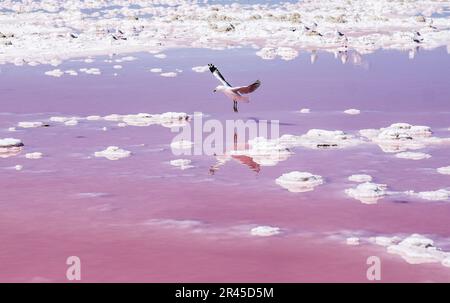 Eine Möwe, die anmutig durch die Luft über einem pulsierenden pinkfarbenen Salzsee schwingt Stockfoto