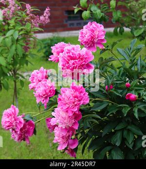Ein Busch blühender rosa Pfingstrosen im Pfingstgarten. Hortensien rosa Blumen Stockfoto