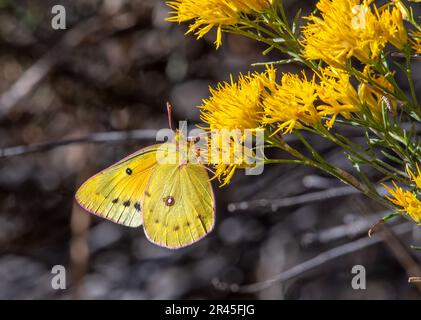 Ein wunderschöner Orangen-Schwefel-Schmetterling (Colias eurytheme), der einige Wildblumen der späten Saison in einem grünen Raum von Colorado tränkt. Stockfoto