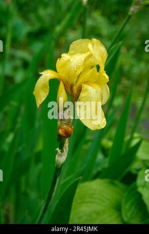 Blühende gelbe Irisblume mit Wassertropfen auf den Blütenblättern Stockfoto