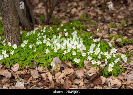 Die ersten Frühlingsblumen haben Anemonen unter dem trockenen Laub des Waldes gepflanzt Stockfoto