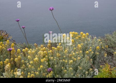 Blauschwänze (Dipterostemon capitatus), die auf der Insel Paintbrush (Castilleja Hololeuca) wachsen, eine seltene Wildblume im Channel Islands National Park, CA. Stockfoto