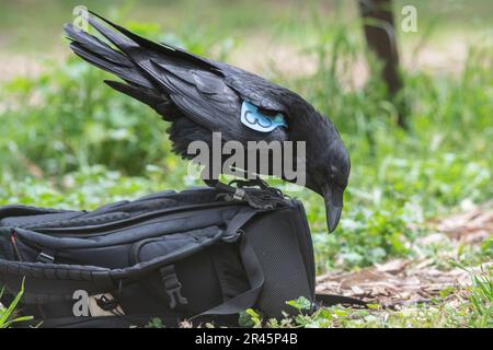 Ein gewöhnlicher Rabe (Corvus corvax), der einen Rucksack überfällt, hat einen Flügelanhänger. Im Channel Islands National Park, Kalifornien. Stockfoto