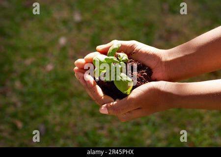 Junge Schwarze hält Setzlinge, Pflanzen Bäume, Naturschutz-Erd-Day-Konzept Stockfoto