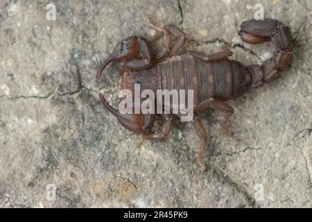 Catalinia thompsoni, eine kleine endemische Skorpionart von Santa Cruz im Channel Islands National Park, Kalifornien, USA. Stockfoto