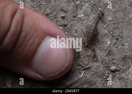 Catalinia thompsoni, eine kleine endemische Skorpionart von Santa Cruz im Channel Islands National Park, Kalifornien, USA. Stockfoto