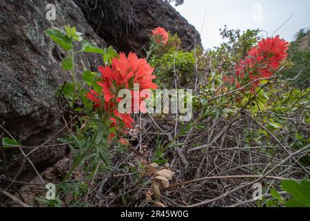 Die indische Paintbrush Plant (Castilleja affinis) wächst in einem üppigen Teil der Insel Santa Cruz im Channel Islands National Park, Kalifornien. Stockfoto