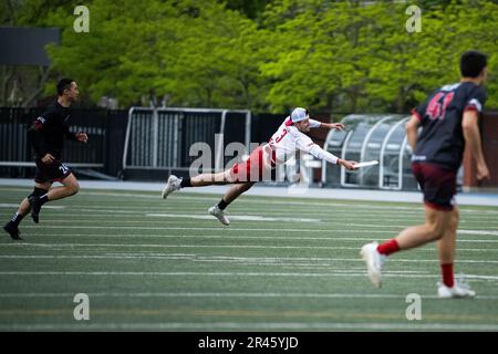 Toronto, Kanada. 20. Mai 2023. Breeze-Spieler Kris Harrison macht einen Tauchfang, während eines ultimativen Spiels Toronto Rush gegen DC Breeze in der American Ultimate Disc League (AUDL), im Varsity Stadium, in Toronto, ON, Kanada, Am 20. Mai 2023. (Graeme Sloan/Sipa USA) Kredit: SIPA USA/Alamy Live News Stockfoto