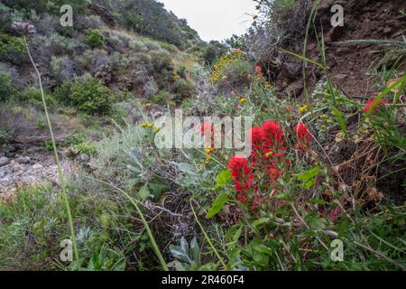 Die indische Paintbrush Plant (Castilleja affinis) wächst in einem üppigen Teil der Insel Santa Cruz im Channel Islands National Park, Kalifornien. Stockfoto