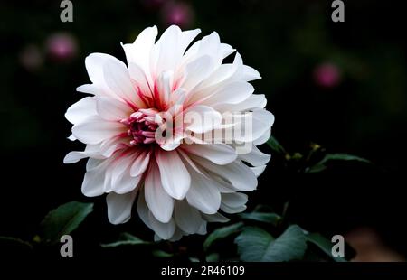 Die Nahaufnahme einer lebendigen Blüte einer Dahlia-Blume vor einem dunklen Hintergrund Stockfoto