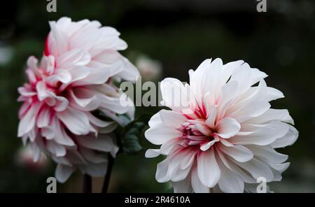 Die Nahaufnahme einer lebendigen Blüte einer Dahlia-Blume vor einem dunklen Hintergrund Stockfoto