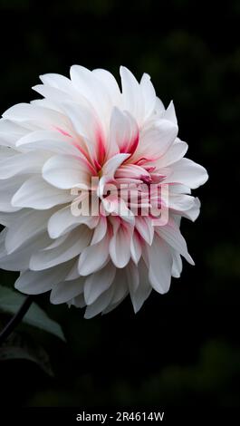 Die Nahaufnahme einer lebendigen Blüte einer Dahlia-Blume vor einem dunklen Hintergrund Stockfoto