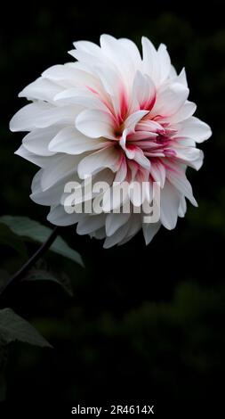 Die Nahaufnahme einer lebendigen Blüte einer Dahlia-Blume vor einem dunklen Hintergrund Stockfoto