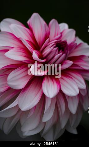 Die Nahaufnahme einer lebendigen Blüte einer Dahlia-Blume vor einem dunklen Hintergrund Stockfoto