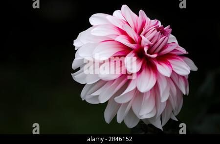 Die Nahaufnahme einer lebendigen Blüte einer Dahlia-Blume vor einem dunklen Hintergrund Stockfoto