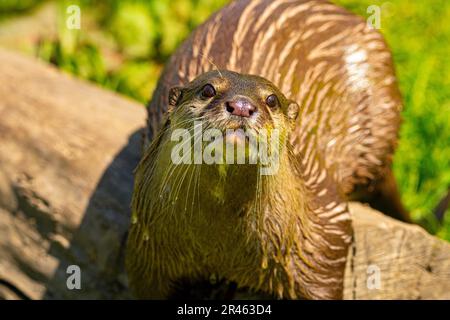 Ein Otter am Tag der offenen Tür im Lincolnshire Wildlife Park. Eine Auswahl der Tiere, die LWP als Wohltätigkeitsorganisation schützt. (Foto von Lisa Harding/Nachrichtenbilder) Stockfoto