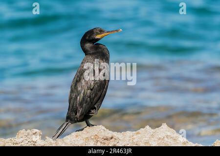 Europäischer Fick, Phalacrocorax aristotelis desmarestii, Gulosus aristotelis desmarestii, alleinstehender Erwachsener auf Felsen, Son Real, Mallorca, Spanien Stockfoto