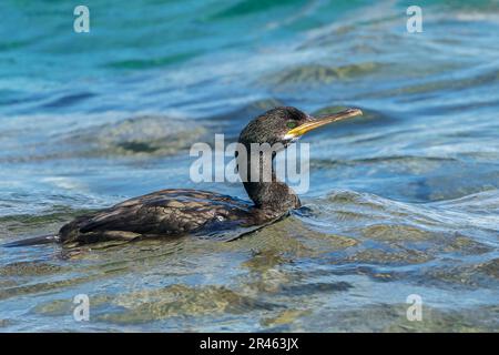 Europäischer Sack, Phalacrocorax aristotelis desmarestii, Gulosus aristotelis desmarestii, alleinstehender Erwachsener, der im Meer schwimmt, Son Real, Mallorca, Spanien Stockfoto