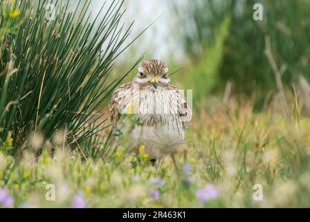 Steincurlew, Burhinus oedicnemus, alleinstehender Erwachsener in kurzer Vegetation, Albufera, Mallorca, Spanien Stockfoto