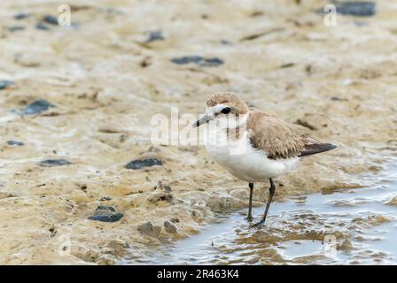 Kentish Plover, Charadrius alexandrinus, alleinstehende Erwachsene Frau auf weichem Schlamm, S'Albufera, Alcudia, Mallorca, Spanien Stockfoto