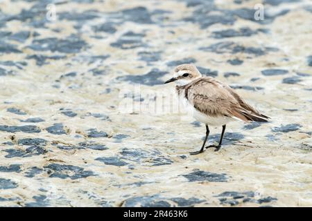 Kentish Plover, Charadrius alexandrinus, alleinstehende Erwachsene Frau auf weichem Schlamm, S'Albufera, Alcudia, Mallorca, Spanien Stockfoto