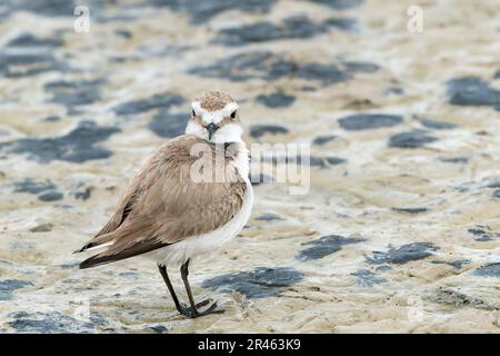 Kentish Plover, Charadrius alexandrinus, alleinerziehende weibliche Gärtnerei auf weichem Schlamm, S'Albufera, Alcudia, Mallorca, Spanien Stockfoto