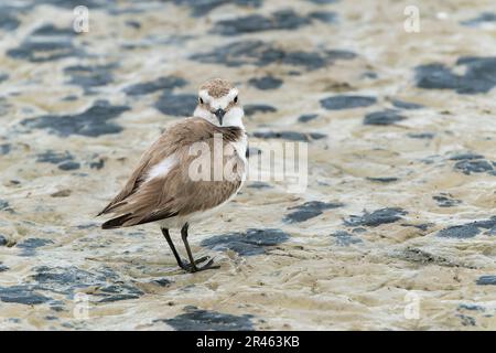 Kentish Plover, Charadrius alexandrinus, alleinerziehende weibliche Gärtnerei auf weichem Schlamm, S'Albufera, Alcudia, Mallorca, Spanien Stockfoto