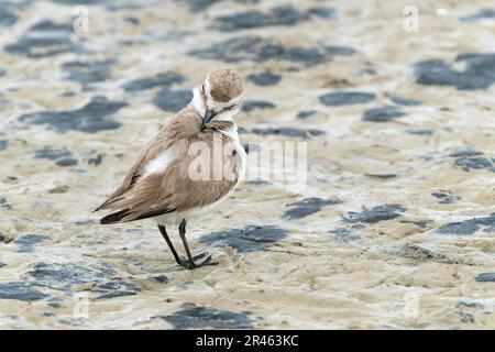 Kentish Plover, Charadrius alexandrinus, alleinerziehende weibliche Gärtnerei auf weichem Schlamm, S'Albufera, Alcudia, Mallorca, Spanien Stockfoto