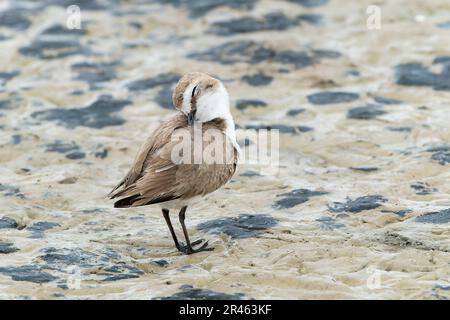 Kentish Plover, Charadrius alexandrinus, alleinerziehende weibliche Gärtnerei auf weichem Schlamm, S'Albufera, Alcudia, Mallorca, Spanien Stockfoto