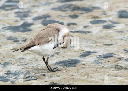 Kentish Plover, Charadrius alexandrinus, alleinerziehende weibliche Gärtnerei auf weichem Schlamm, S'Albufera, Alcudia, Mallorca, Spanien Stockfoto