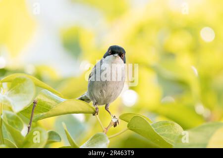 Sanrdinian Warbler, Curruca melanocephala, männlicher, allein lebender Mann im Busch im Garten, Mallorca, Balearen, Spanien Stockfoto