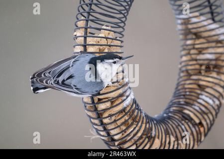 Ein erwachsener weißer Nacktschwanz, hoch oben auf einer Vogelzucht, mit einem verschwommenen Hintergrund aus Bäumen und Grün in der Ferne Stockfoto