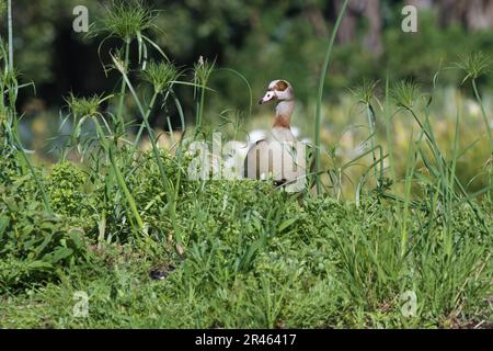 Ägyptische Gans (Alopochen aegyptiaca), Kapstadt, Südafrika Stockfoto