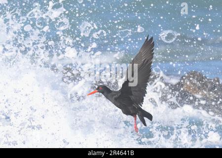 Afrikanischer Austernfischer oder afrikanischer schwarzer Austernfischer (Haematopus moquini), der vor brechenden Wellen fliegt, Kap der Guten Hoffnung, Kapstadt, Südafrika Stockfoto